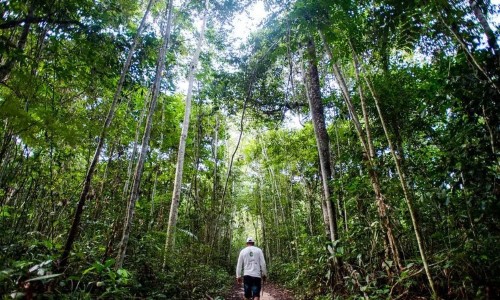 Agricultores que conservaram a floresta começam a receber R$ 2,2 milhões do Projeto Floresta+ Amazônia